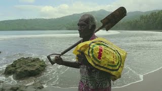 Iles Solomon : le bois pour les arbres