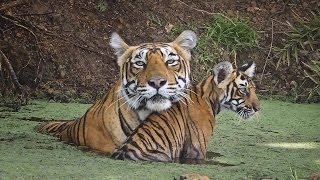Documentaire Inde : les tigres en voie d’extinction