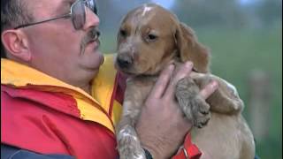 Documentaire L’Epagneul Breton, le chien de chasse dans les marais