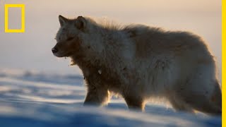 La chasse des loups arctiques