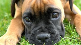Le Boxer