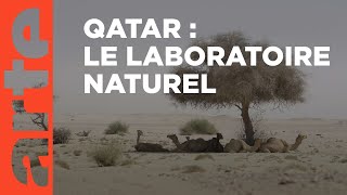 Le Qatar sauvage