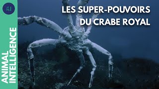 Documentaire Le crabe royal : un conquérant invincible ?