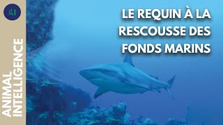 Documentaire L’école des requins