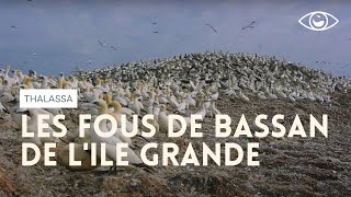 Documentaire Les Fous de Bassan de l’Ile grande