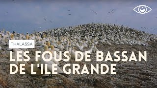 Les Fous de Bassan de l'Ile grande