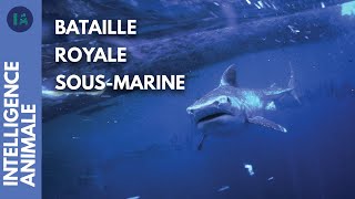 Les différentes stratégies des prédateurs sous-marins