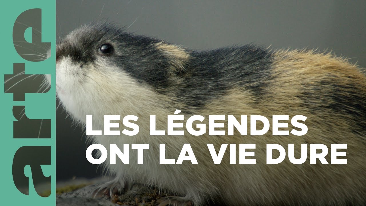 Documentaire Les lemmings | Merveilles nordiques