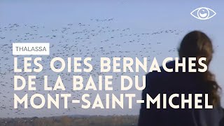 Documentaire Les oies bernaches de la baie du Mont-Saint-Michel