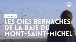 Les oies bernaches de la baie du Mont-Saint-Michel