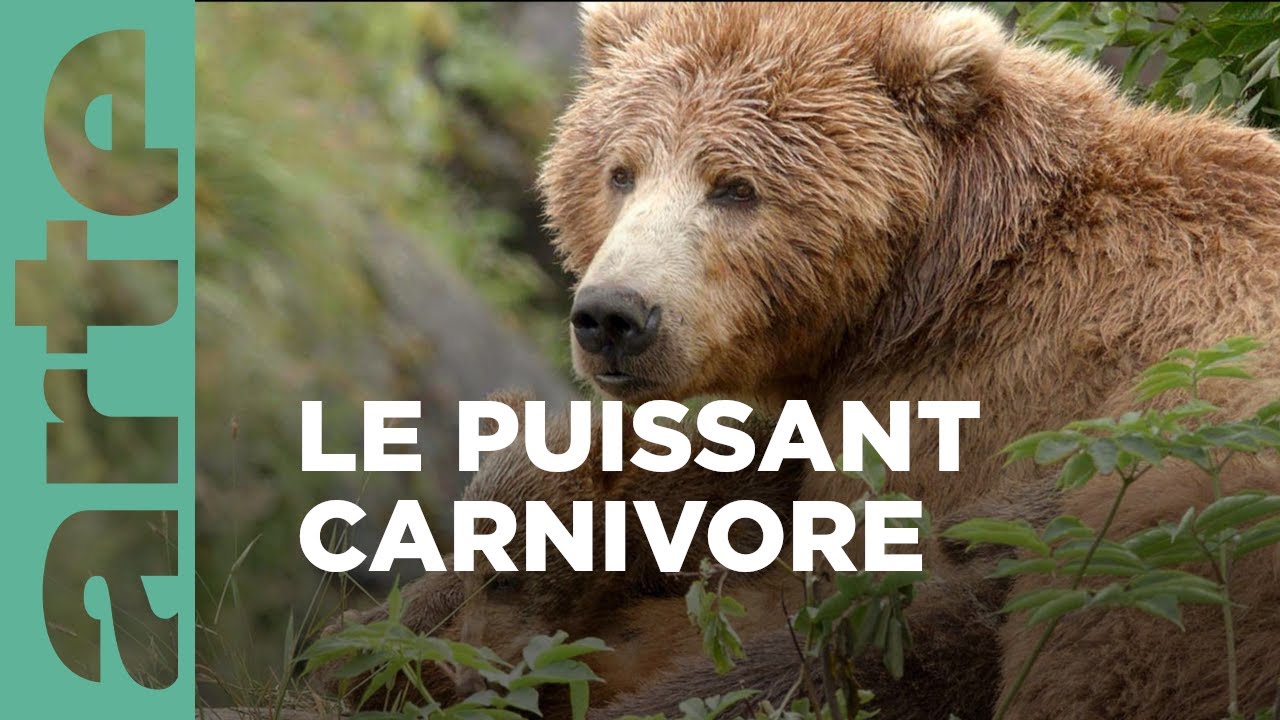 Documentaire Les ours bruns, colosses de l’Alaska 