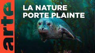 Les phoques peuvent-ils porter plainte ?