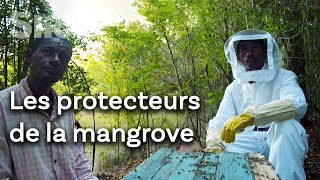Documentaire Les richesses insoupçonnées de la mangrove