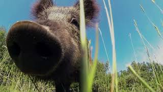 Documentaire Les sangliers du maquis Corse au comportement surprenant