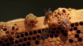 Documentaire Les secrets de l’abeille noire