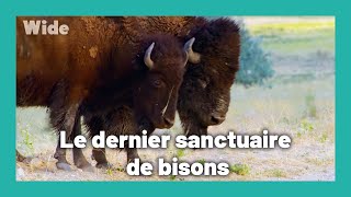 L'île aux Antilopes : un sanctuaire unique au monde