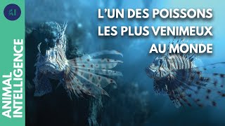 L’incroyable système de défense du poisson Lion