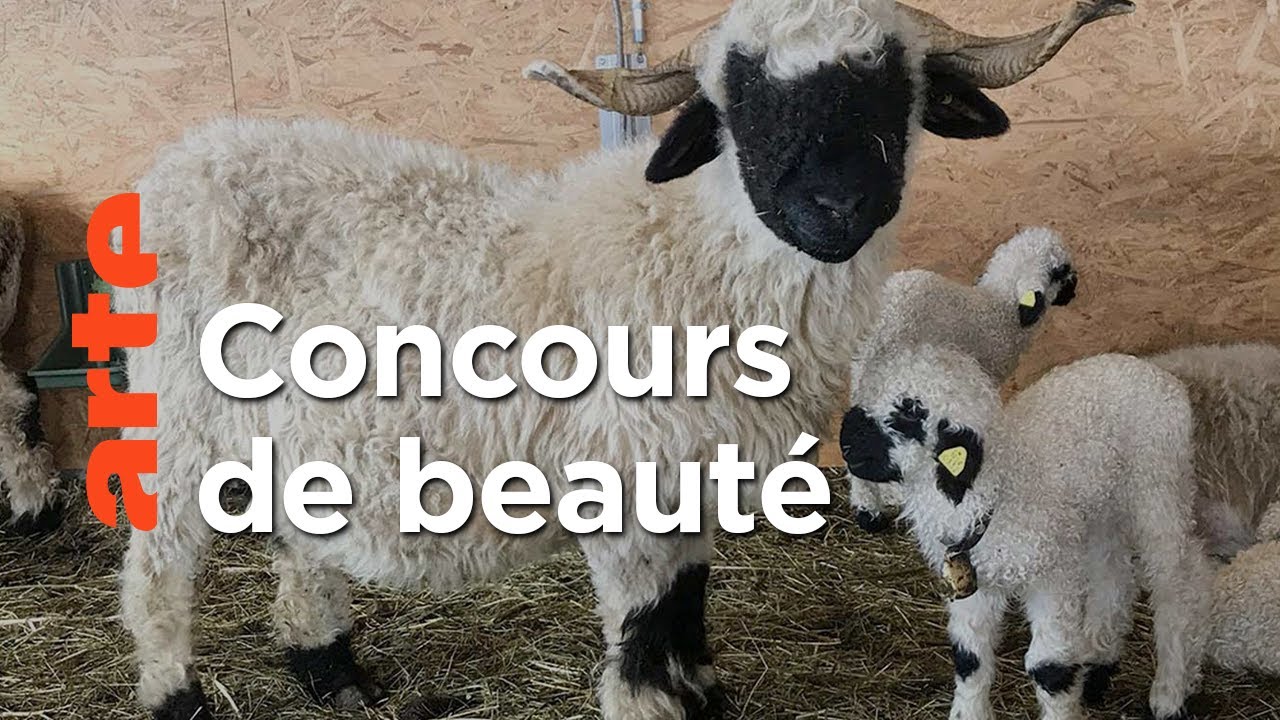 Moutons blancs, nez noirs : les chouchous du Valais