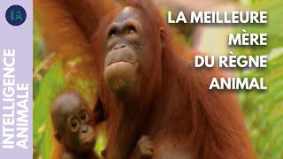 Orang-Outan : un lien maternel exceptionnel