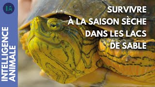 Pourquoi cette tortue entre-t-elle en estivation ?