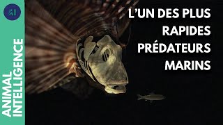 Pourquoi le poisson lion est-il devenu la terreur des mers ?