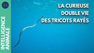 Pourquoi le tricot rayé vit-il sa vie entre terre et mer ?