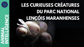 Quelles sont les créatures des lacs de sable du Brésil ?
