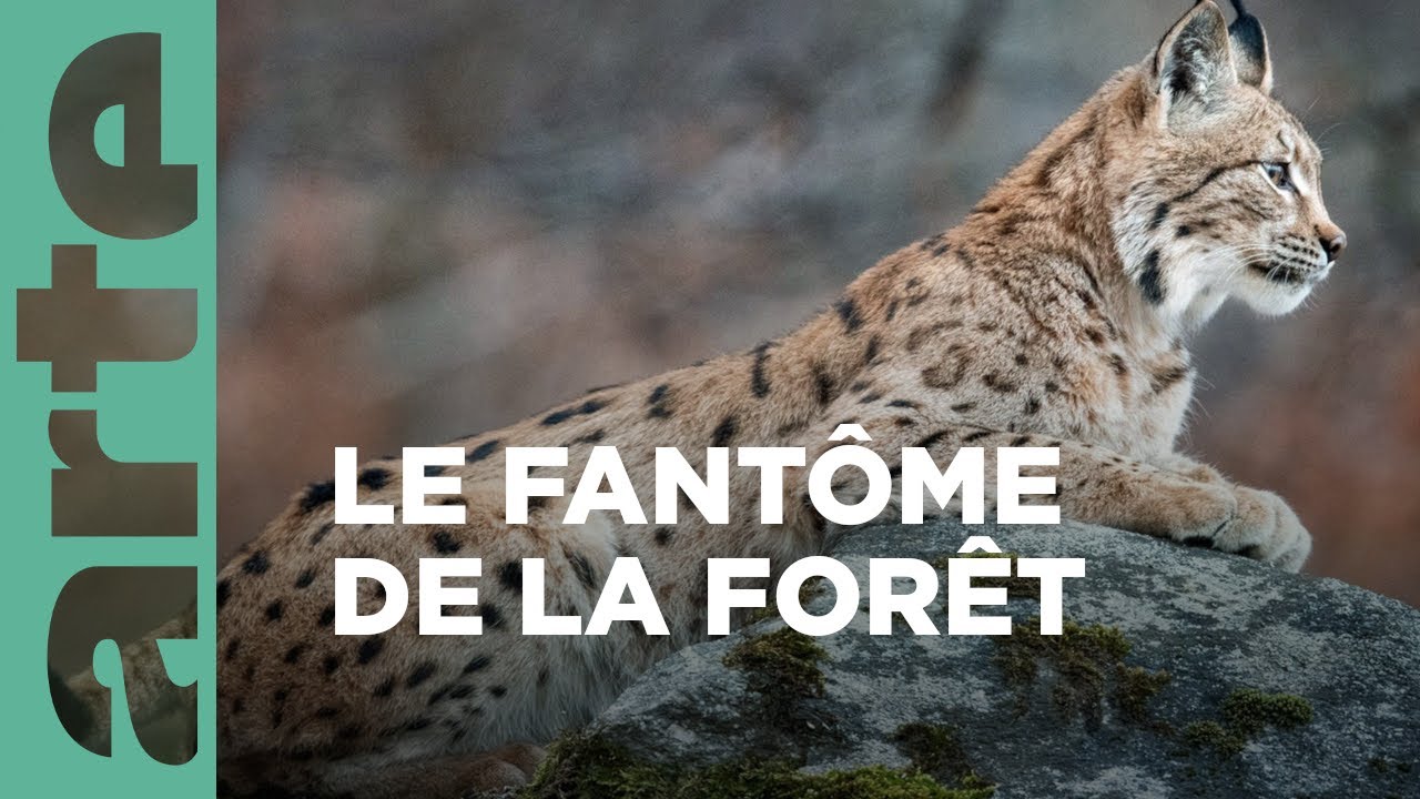 Sur la piste du lynx