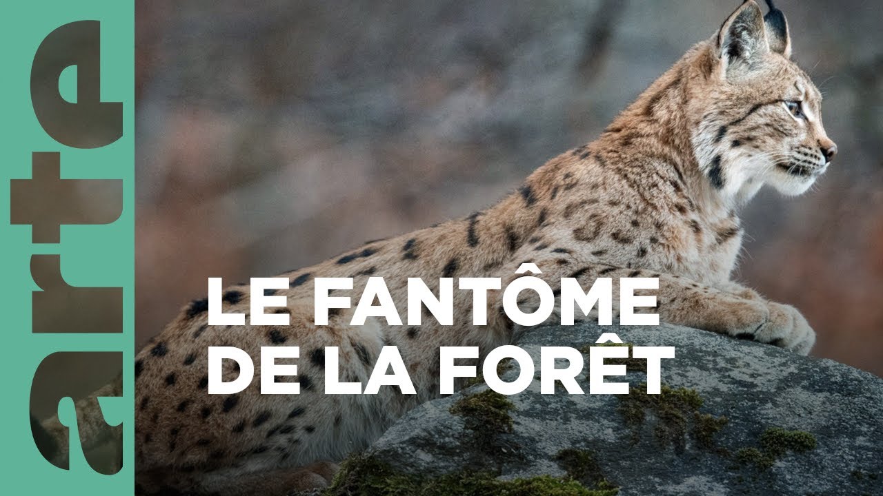 Documentaire Sur la piste du lynx