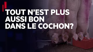 Tout n’est plus aussi bon dans le cochon?