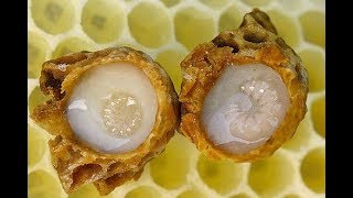 Tout savoir sur la Gelée Royale