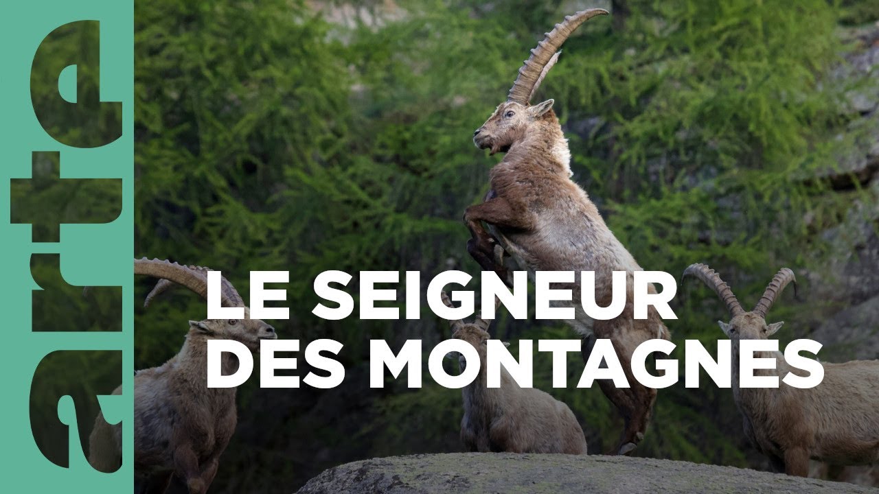 Une vie de bouquetin