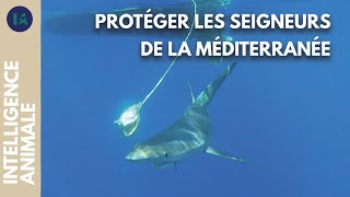 Documentaire Y a-t-il encore des requins dans la mer Méditerranée ?
