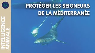 Y a-t-il encore des requins dans la mer Méditerranée ?