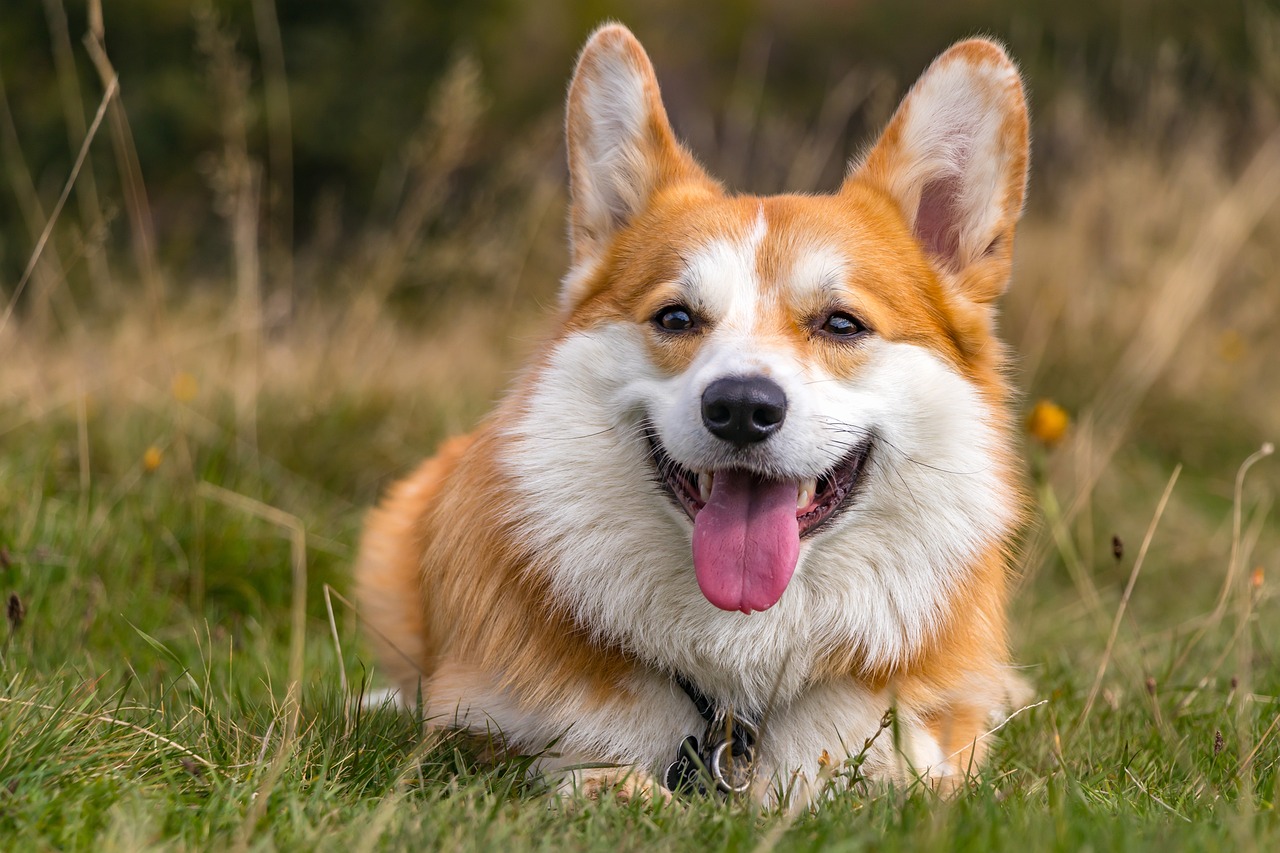 Quels sont les bienfaits du CBD pour les chiens et les chats ?