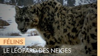 À la recherche du léopard des neiges au sommet des montagnes
