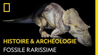 Documentaire Analyse d’un fossile exceptionnel de bébé dinosaure