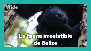 Belize : la nature à l'état sauvage