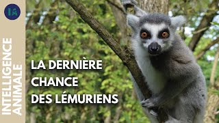 Documentaire Comment assurer la survie des lémuriens ?