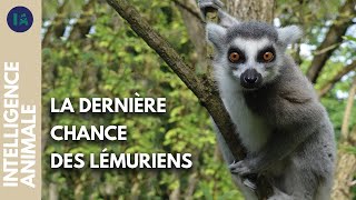 Comment assurer la survie des lémuriens ?