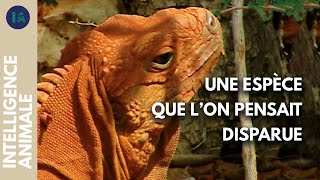 Comment cette espèce a refait surface ?