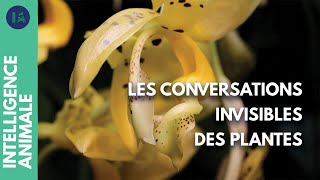 Comment les plantes communiquent-elles ?