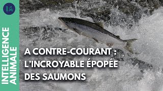 Documentaire Comment les saumons voyagent-ils entre les rivières et la mer ?