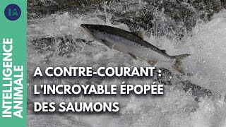 Comment les saumons voyagent-ils entre les rivières et la mer ?