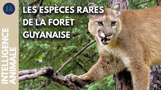 Documentaire Comment préserver l’équilibre de la forêt guyanaise ?