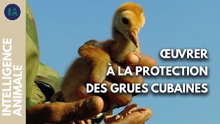 Documentaire Comment protéger le plus grand oiseau des Caraïbes ?