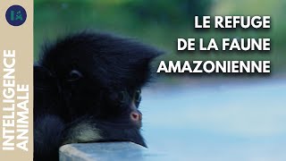 Documentaire Comment sauver les animaux de la forêt amazonienne ?