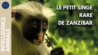 Comment vivre avec le colobe rouge de Zanzibar ?