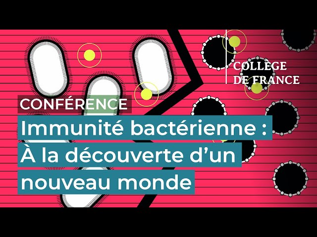 Immunité bactérienne : à la découverte d'un nouveau monde