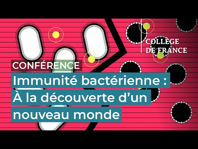 Immunité bactérienne : à la découverte d’un nouveau monde